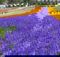 Tesselaar KaBloom Festival of Flowers - Accommodation Sydney