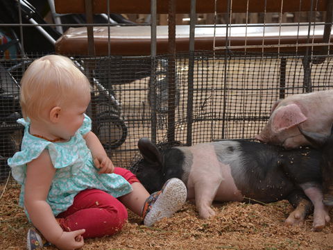 The Gunnedah Show - Accommodation Sydney 1