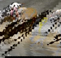 Twilight Greyhound Racing - Accommodation Sydney