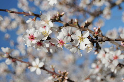 Willunga Almond Blossom Festival - Accommodation Sydney 1