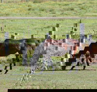 Airport Motel Sir Francis Drake - Accommodation Sydney