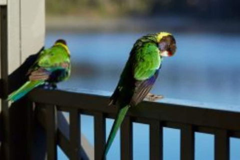 RAC Karri Valley Resort - Sydney 4u 3