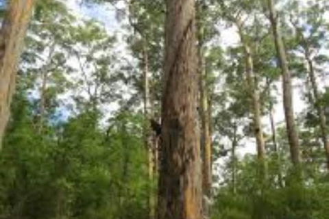RAC Karri Valley Resort - Sydney 4u 1