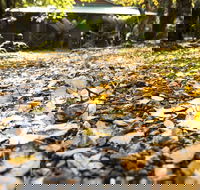 Cradle Forest Inn - Sydney 4u