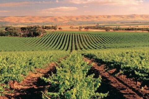 McLaren Vale Backpackers - Sydney 4u 5