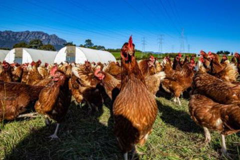 Carinya Farm Holiday Retreat - Sydney 4u 7
