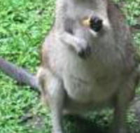Bluewater Bed  Breakfast Cairns - Accommodation Sydney