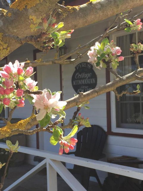 Coonawarras Pyrus Cottage - Sydney 4u 4