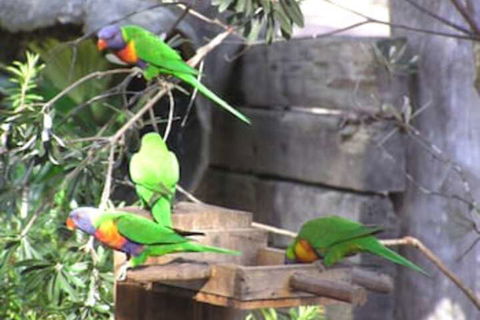 Kianinny Bush Cottages - Sydney 4u 1