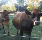 Drumreagh Bed  Breakfast Cabins - Accommodation Sydney