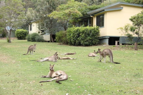 Depot Beach Cabins - Accommodation Sydney 0