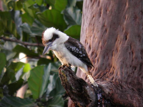 Coucals Cottage - Sydney 4u 2