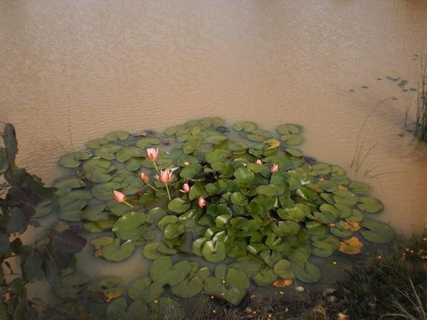 Riverdowns Cottage - Sydney Resort 1