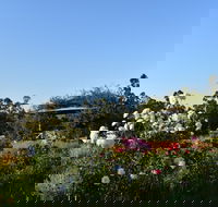 Labertouche Gypsy Creek Winery - Accommodation Sydney