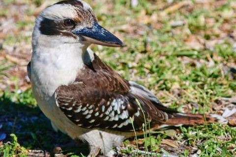 Kookaburras At Smiths - Accommodation Sydney 5
