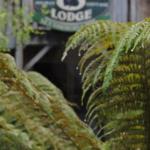 The Wombat Cottage - Sydney 4u 0