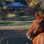 Historic Oak Hill House Estate Truffle Gourmet Festival Region - Sydney 4u 0