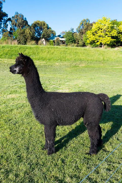 Raynella Alpaca Farmstay - Sydney 4u 2