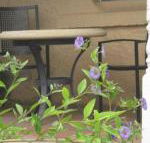 Amalie Cottage Waikerie Unit 1 - Accommodation Sydney