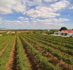Barossa Valley Lyndoch - Sydney 4u