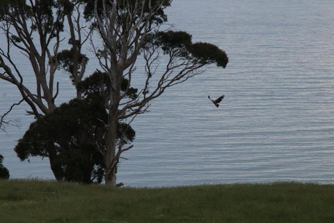 Penguin Seaside Farm - Accommodation Sydney 6