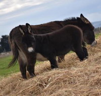 Malakai Farm Stay - Accommodation Sydney