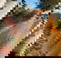 Quirindi Sunflower Motor Inn - Accommodation Sydney