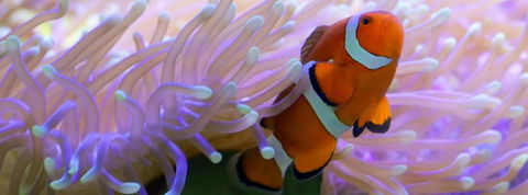 Edge Hill Clean & Green Cairns 7 Minutes From The Airport 7 Minutes To Cairns CBD & Reef Fleet Terminal - Accommodation Sydney 4