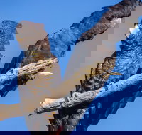 Bussells Bushland Cottages - Accommodation Sydney