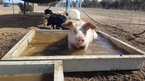 A Better Life Animal Sanctuary FarmStay Private Two Bedrooms Lounge Room & Bathroom & Toilet Shared Kitchen - Sydney Resort 2