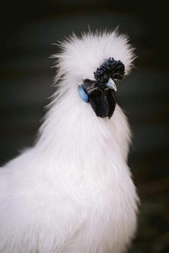 A Better Life Animal Sanctuary FarmStay Private Two Bedrooms Lounge Room & Bathroom & Toilet Shared Kitchen - Sydney Resort 6