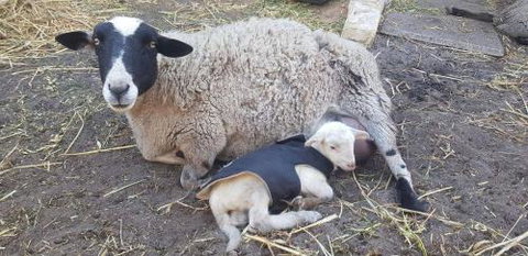 A Better Life Animal Sanctuary FarmStay Private Two Bedrooms Lounge Room & Bathroom & Toilet Shared Kitchen - Sydney Resort 1