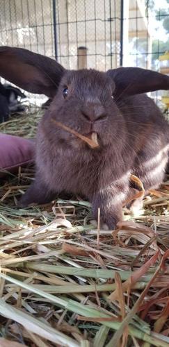 A Better Life Animal Sanctuary FarmStay Private Two Bedrooms Lounge Room & Bathroom & Toilet Shared Kitchen - Sydney Resort 5