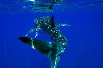 Apartments Located At Blue Seas Resort - Sydney 4u 1