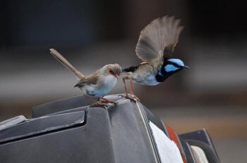 Edgewater Motel Ulladulla - Accommodation Sydney 1