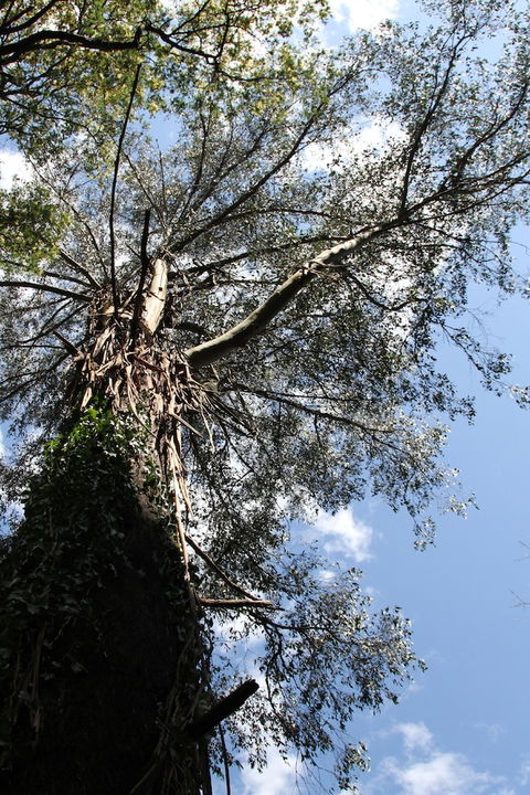 Gatehouse Cottage At Merrow Cottages - Mt Dandenong - Sydney 4u 4