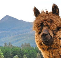 Maydena Mountain Cabins - Accommodation Sydney