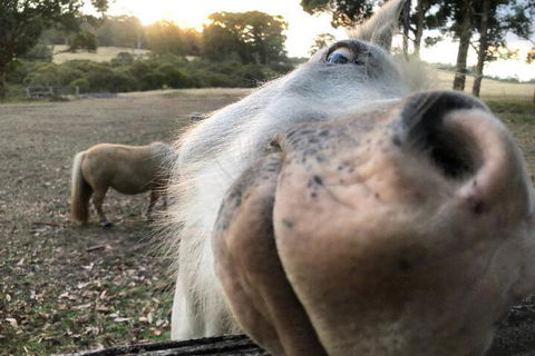 Billa Billa Farm Cottages - Sydney 4u 4