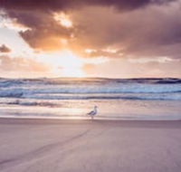 Blue Waters Motel - Sydney 4u
