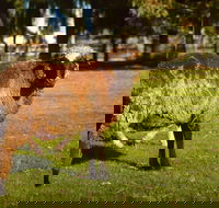Enderslie House Bed  Breakfast - Sydney 4u