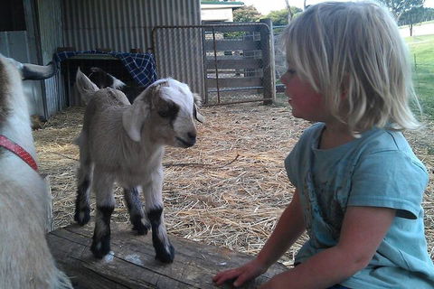 Fernleigh Farmstay & Bike Park - Sydney 4u 5