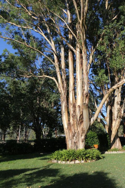 Serendipity On Allyn - Accommodation Sydney 5