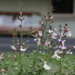 Serendipity On Allyn - Accommodation Sydney 1