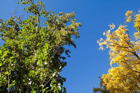 Strayleaves Caravan Park - Sydney Resort 4