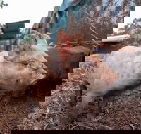 Batchelor Butterfly Farm - Accommodation Sydney