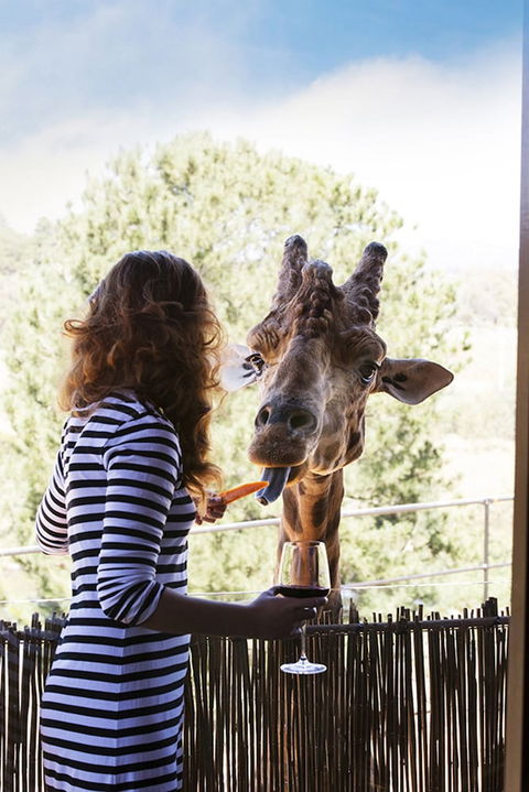 Jamala Wildlife Lodge - Accommodation Sydney 1
