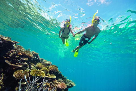 Black Palm Cape Tribulation - Accommodation Sydney 1