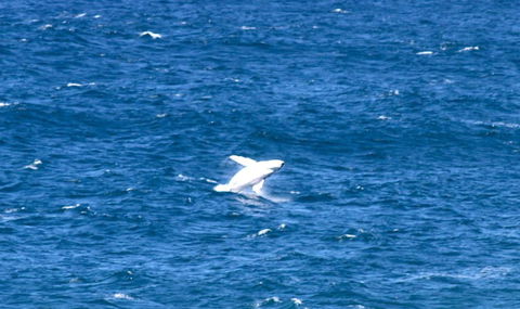 Sea Whispers - Accommodation Sydney 3