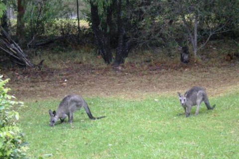 Wombatalla - Sydney 4u 7