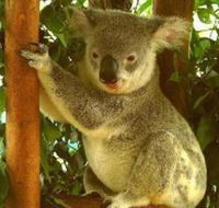 Noosa Backpackers Resort Hostel - Accommodation Sydney